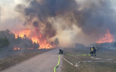 Waldbrand Föhrenwald