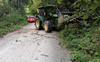 Baum auf Fahrbahn